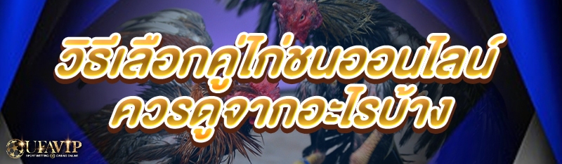 วิธีเลือกคู่ไก่ชนออนไลน์ ควรดูจากอะไรบ้าง